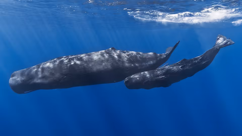 Femelle cachalot accompagnée de son petit près de l’île Maurice.