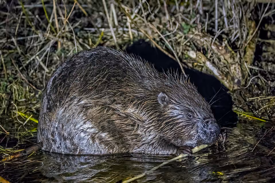 Castor d’Europe au bord de la rivière Narew.