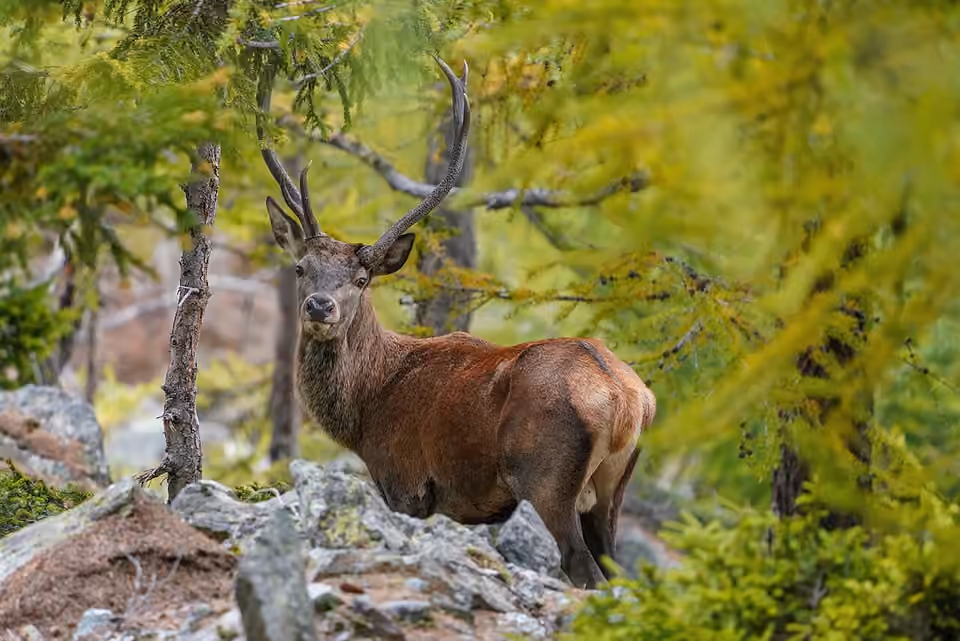 Cerf élaphe sauvage dans la réserve de la forêt d’Aletsch.