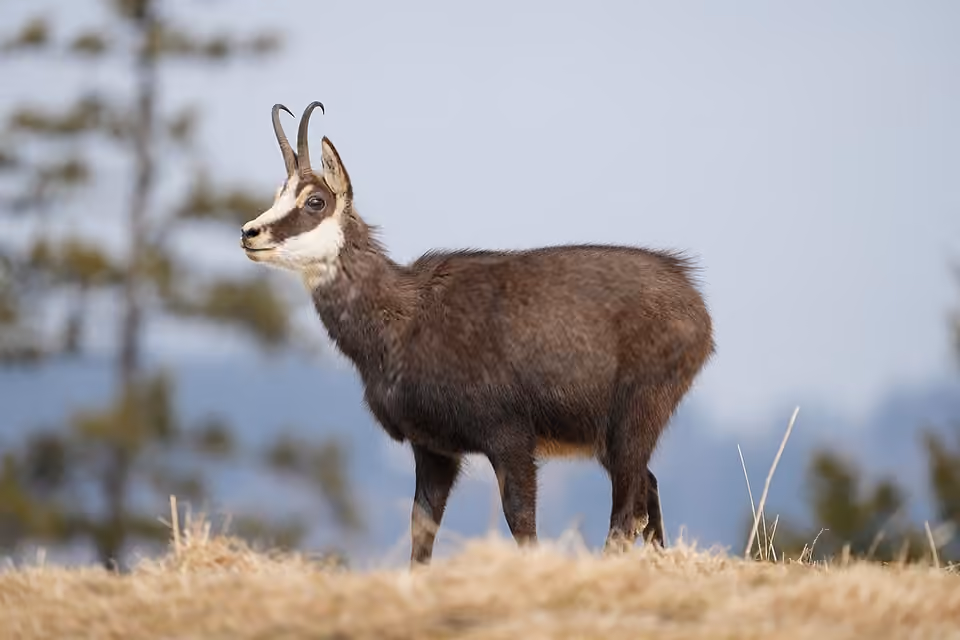 Chamois adulte aux cornes recourbées et au masque sombre dans un paysage montagnard.