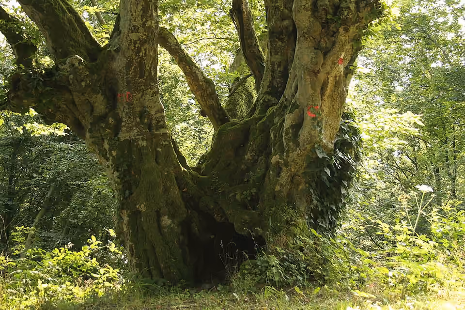 Troncs et branches d’un charme commun dans un sous-bois.