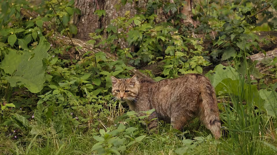 Chat forestier dans la végétation du parc animalier de Springe.