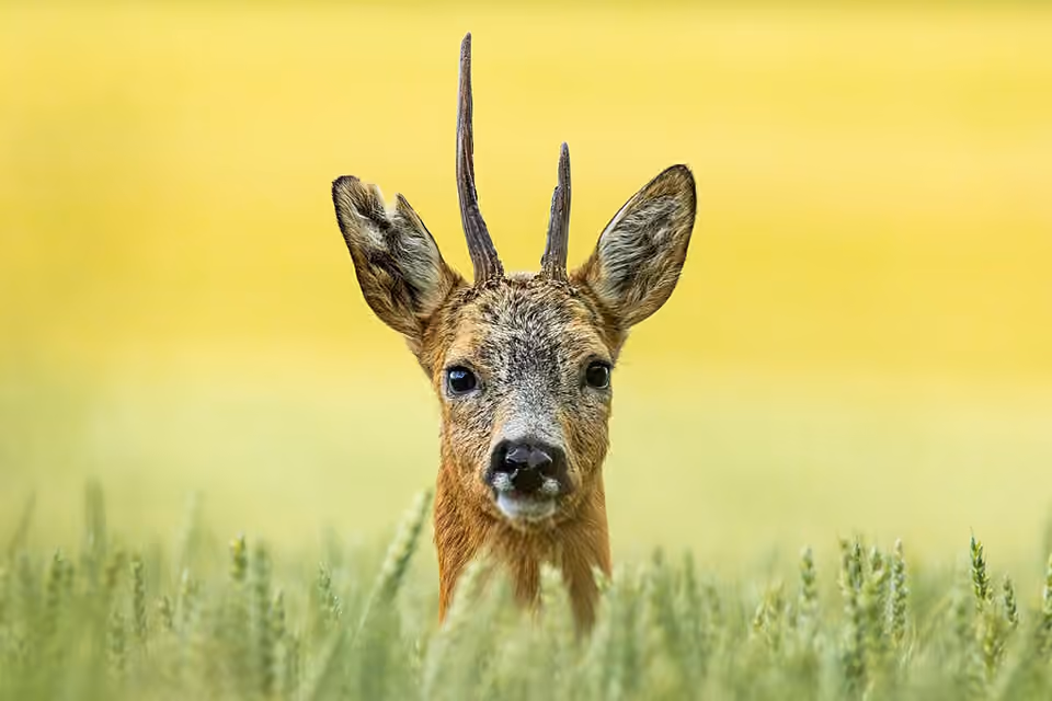 Chevreuil mâle aux petites ramures, vu de près dans la végétation.