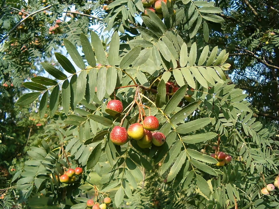Feuilles composées et fruits d’un cormier au jardin botanique de Berlin.