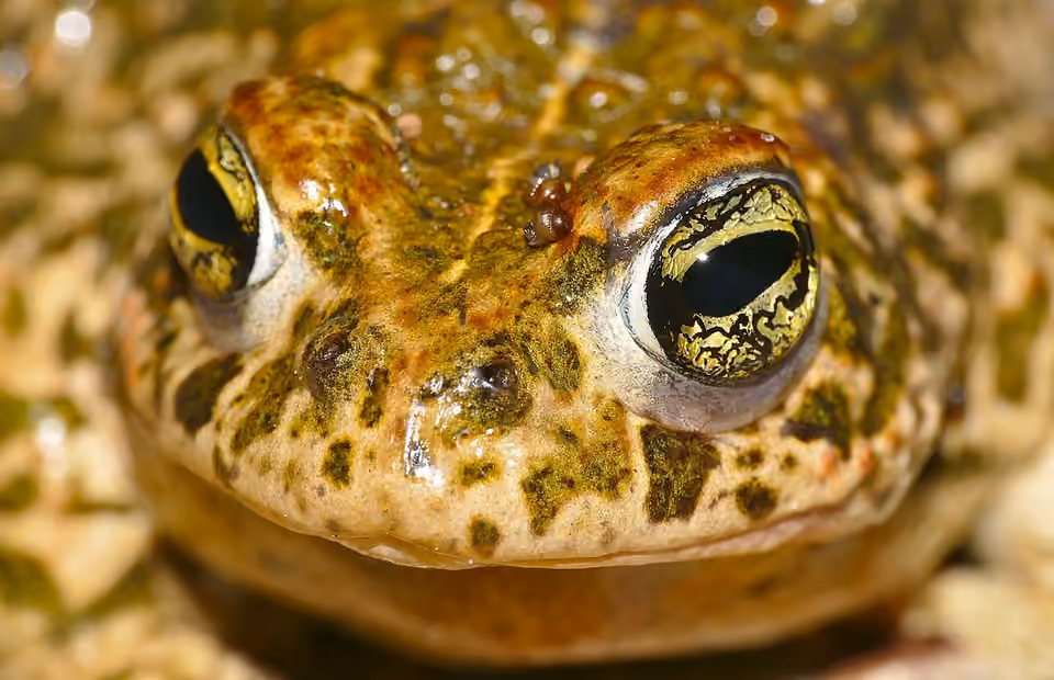 Crapaud calamite vu de très près, avec ses yeux dorés et sa peau verruqueuse.