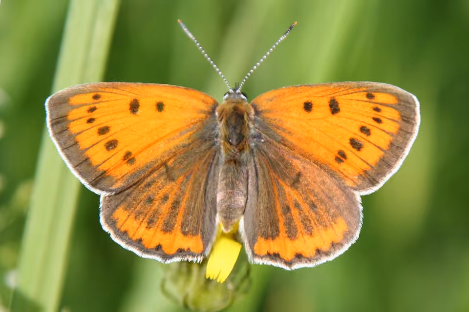Femelle de cuivré des marais posée sur une plante.