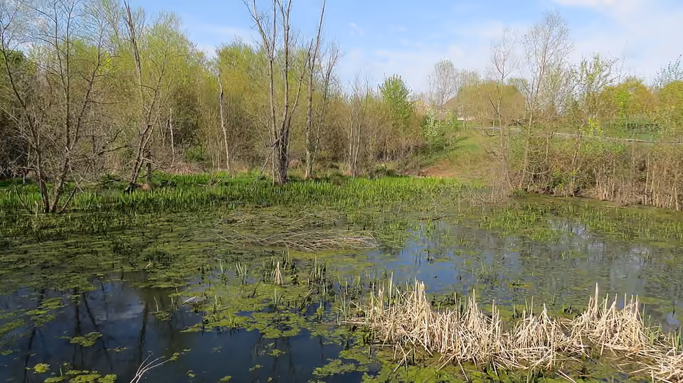 Zone humide végétalisée dans le township de Skippack en Pennsylvanie.