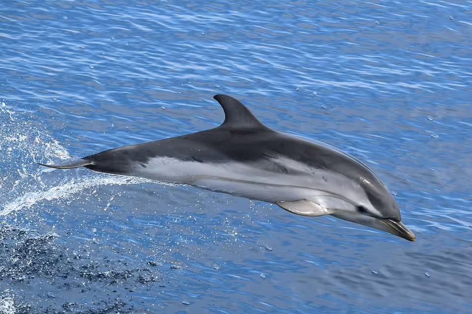 Dauphin bleu et blanc dans la mer de Ligurie.