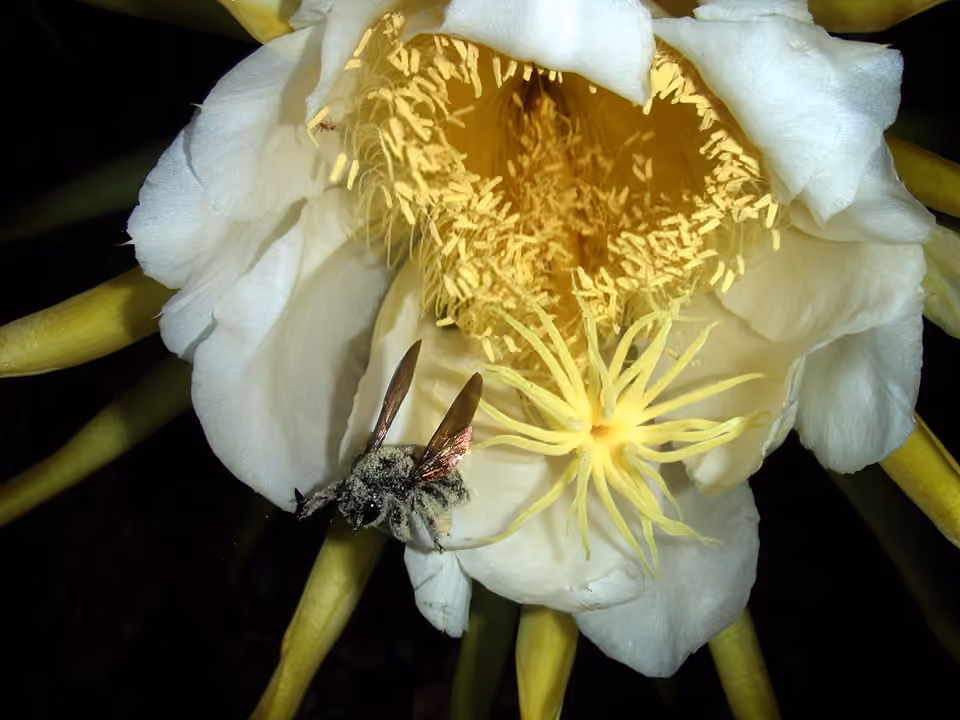 Abeille charpentière portant du pollen récolté sur une fleur de cactus.