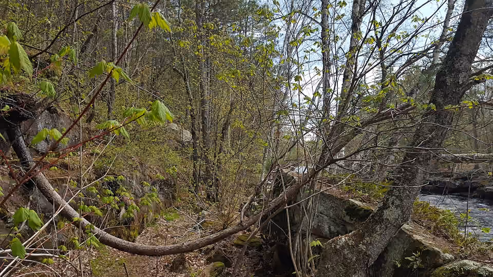 Arbre couché dont le tronc se courbe vers le haut dans une forêt du Minnesota.