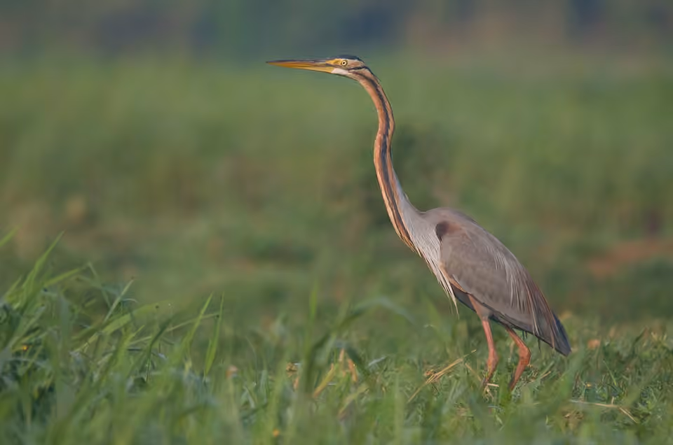 Héron pourpré à l’affût dans les zones humides du lac Powai.