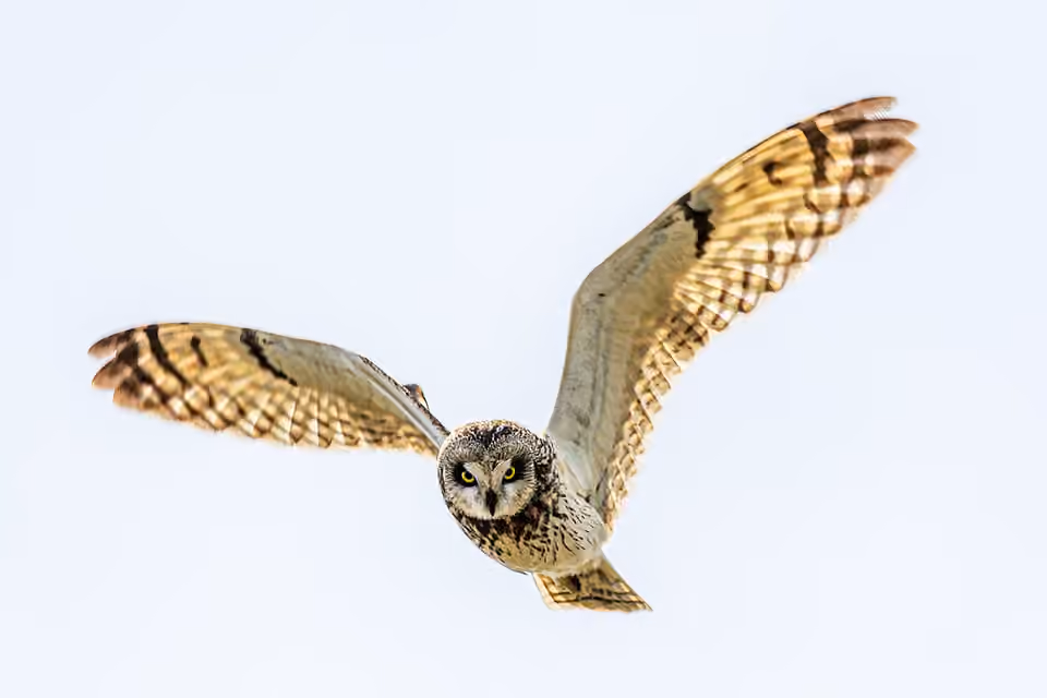 Hibou des marais photographié à Spiekeroog, en Allemagne.