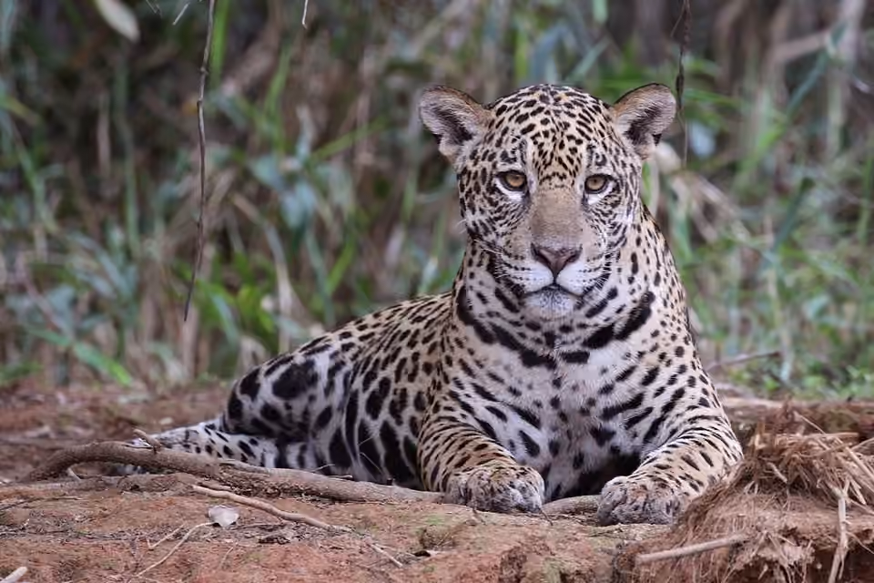 Femelle jaguar dans la végétation du Pantanal, au Brésil.