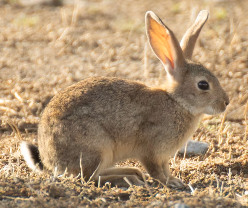Lapin de garenne photographié à Beja, au Portugal.