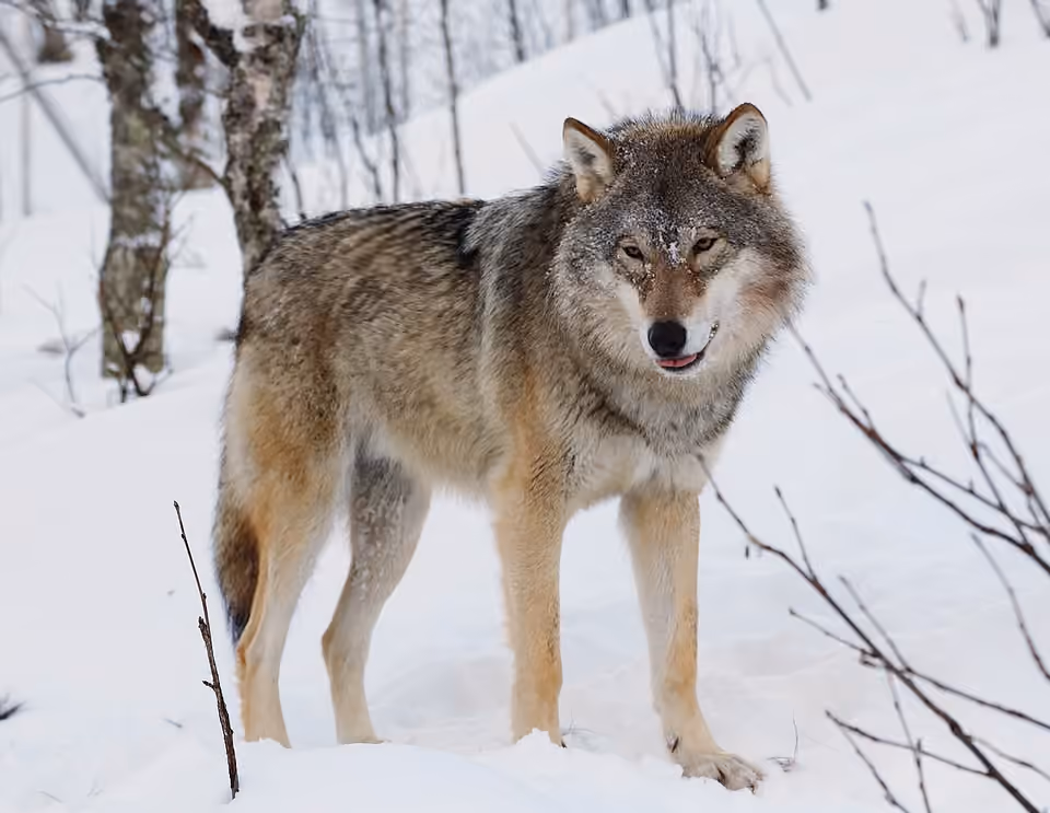 Loup gris photographié dans un parc animalier, avec son museau allongé et ses oreilles dressées.