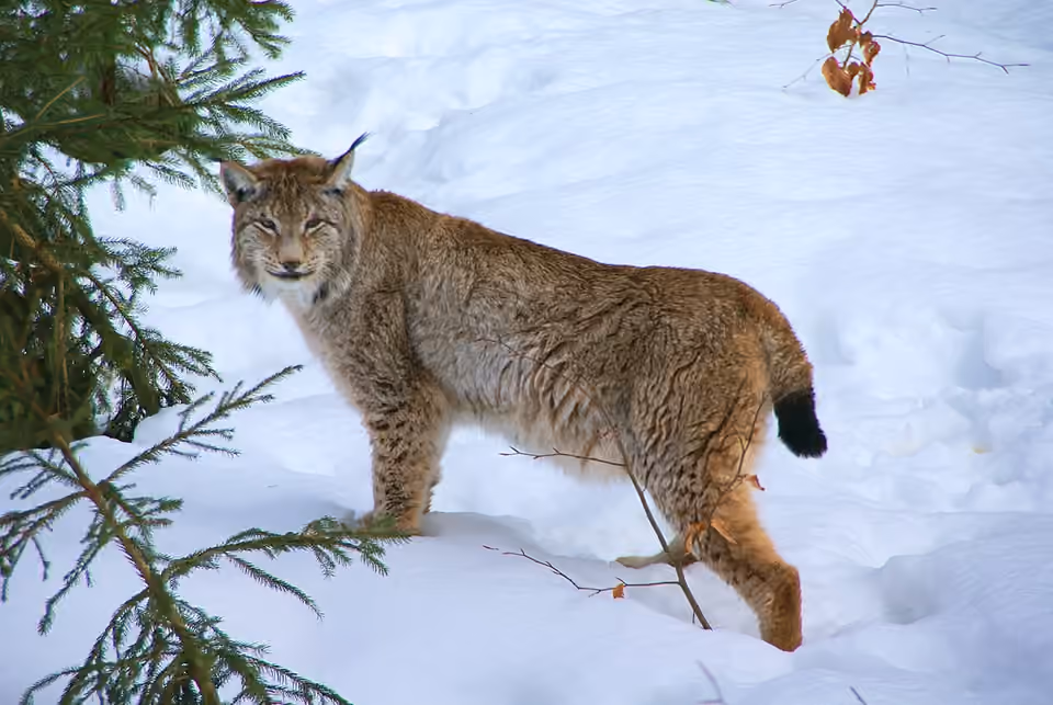 Lynx boréal au pelage tacheté dans un environnement boisé.