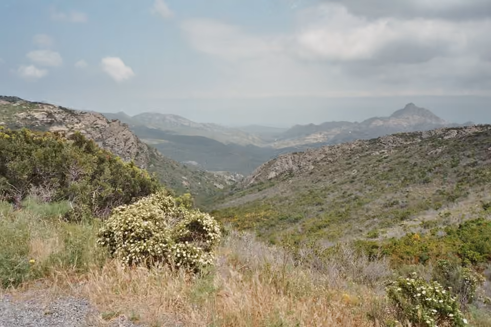 Maquis bas en Corse, formant un couvert arbustif méditerranéen.
