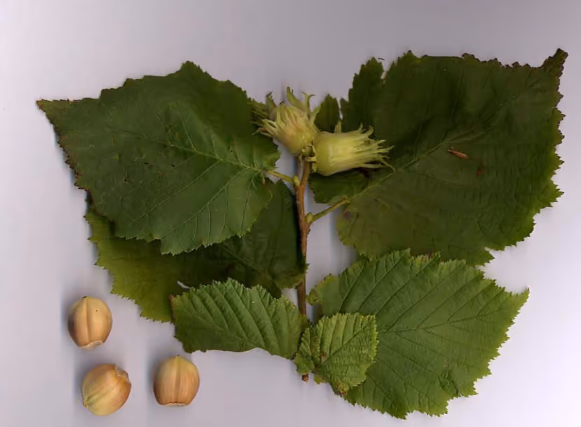 Feuilles et fruits d’un noisetier commun.
