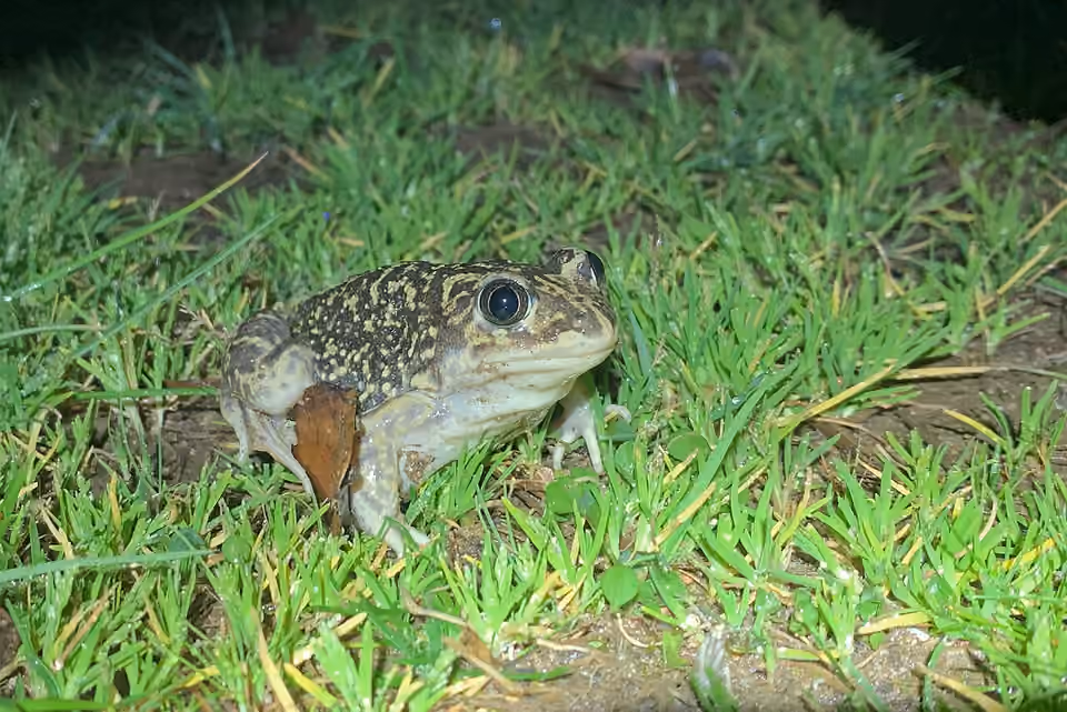 Pélobate cultripède photographié par une nuit pluvieuse en Andalousie.