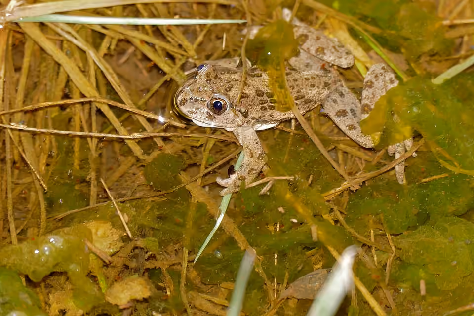 Pélodyte ponctué aux taches vertes photographié près du lac des Rives, dans l’Hérault.
