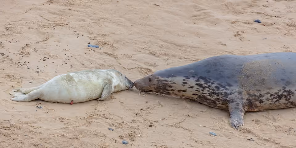 Femelle phoque gris avec son petit sur la plage de Horsey.