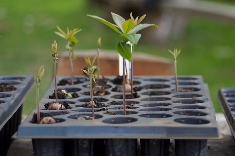 Jeunes plantules de chêne orientant leur croissance vers la lumière.