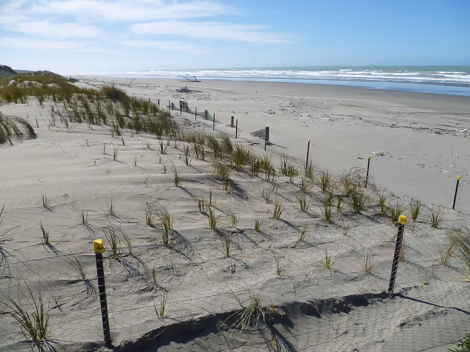 Un espace de restauration dunaire sur la plage de Spencer Park, près de Christchurch, en Nouvelle-Zélande.