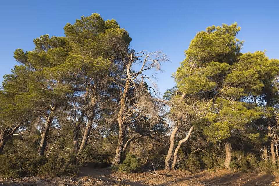 Bosquet de pins d’Alep aux troncs inclinés à Pinet, dans l’Hérault.