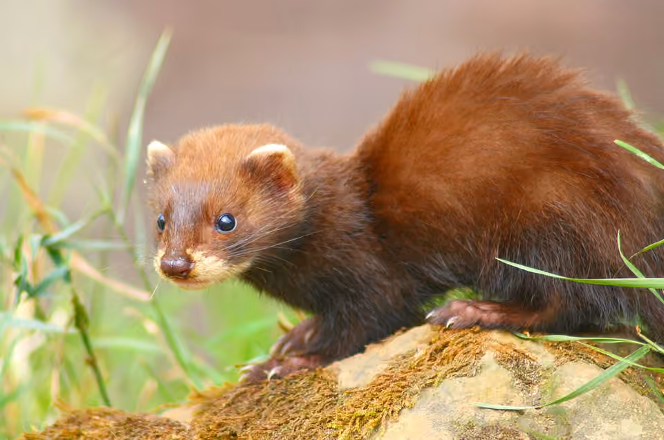 Jeune putois d’Europe au British Wildlife Centre.