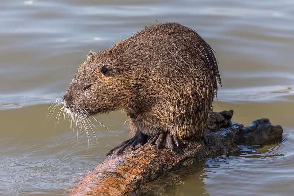 Ragondin sauvage dans le milieu riverain de l’Oise à Compiègne.