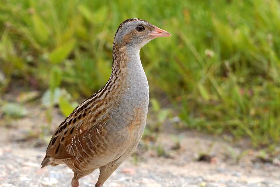 Râle des genêts dans une végétation herbacée.