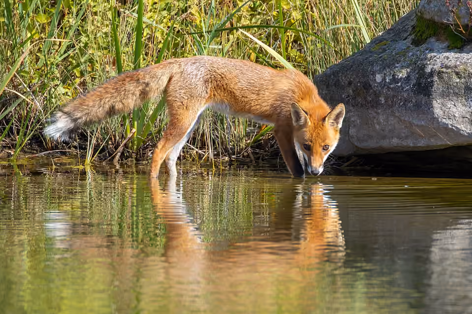 Renarde rousse penchée au bord d’un plan d’eau.