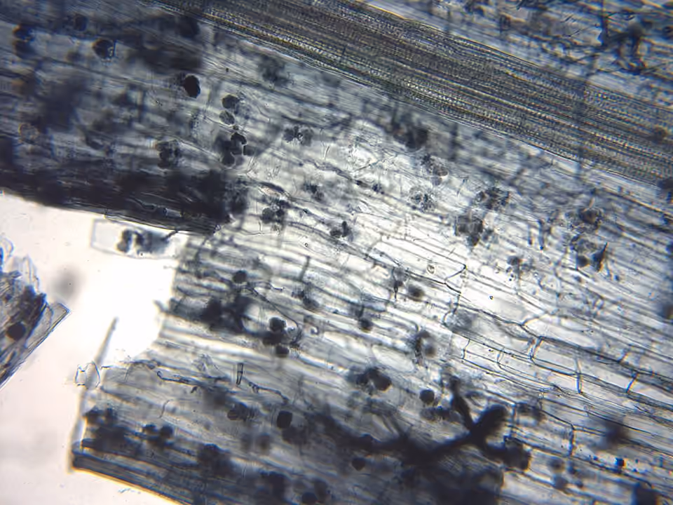 Racine de lin observée au microscope, avec des structures de champignons mycorhiziens dans ses cellules.