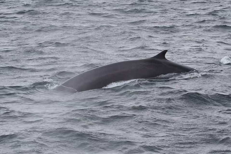 Rorqual commun à la surface du Saint-Laurent.