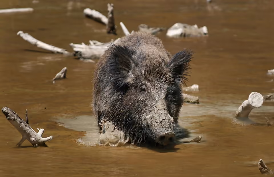 Sanglier au pelage sombre avançant dans une eau boueuse.