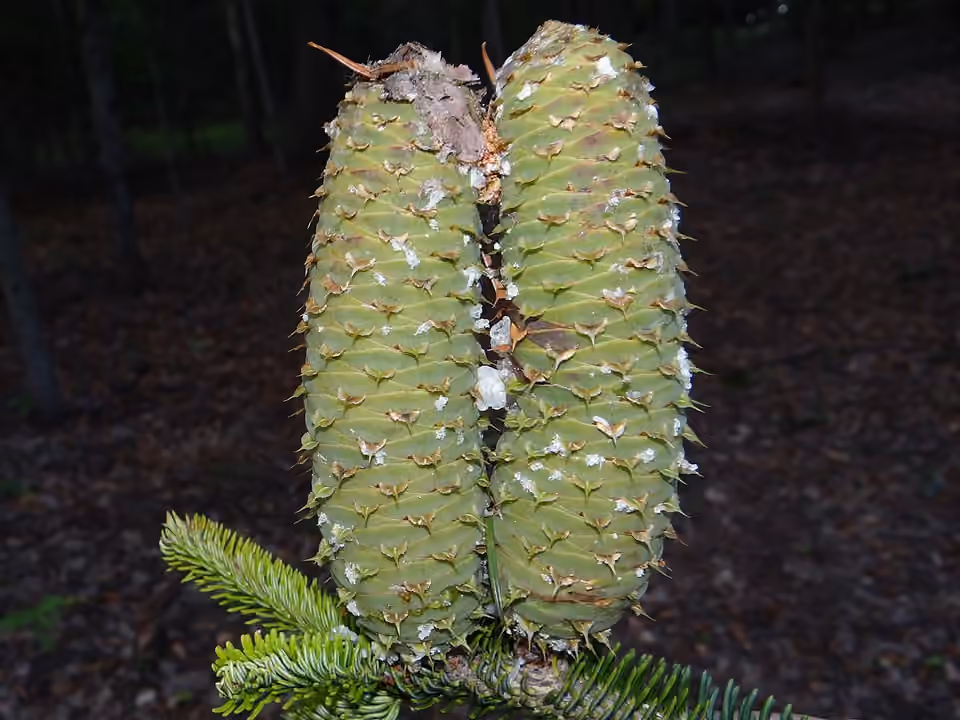 Cônes dressés d’un sapin pectiné sur ses branches.