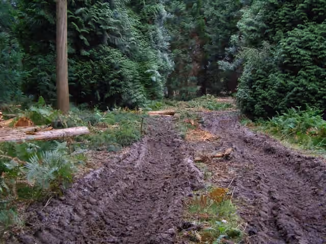 Ornières boueuses laissées par des engins de coupe et de débardage dans la New Forest.