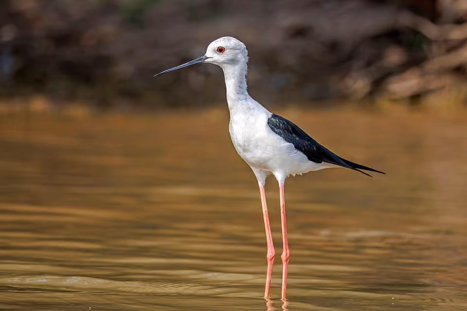 Échasse blanche aux longues pattes roses dans un milieu aquatique.