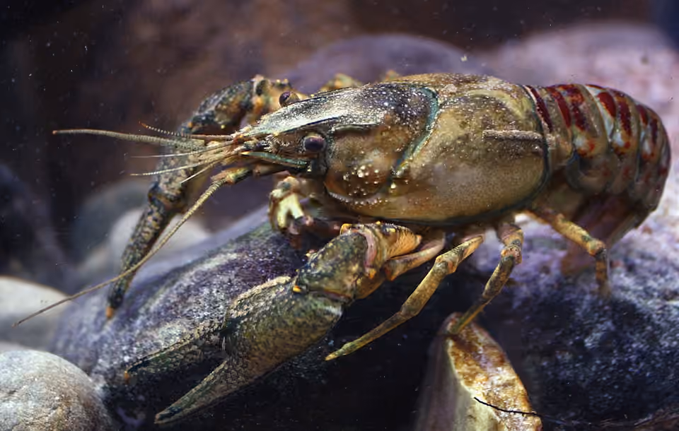 Écrevisse américaine sous l’eau, avec ses pinces et son abdomen marqué de bandes rougeâtres.