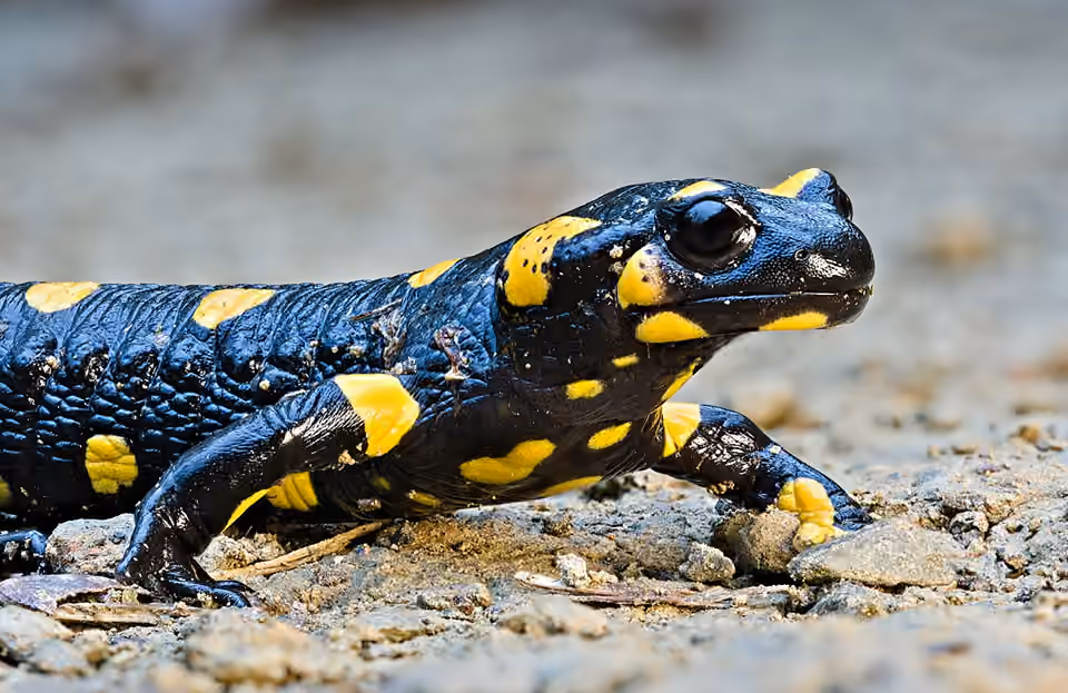 Salamandre tachetée noire et jaune photographiée au ras du sol.