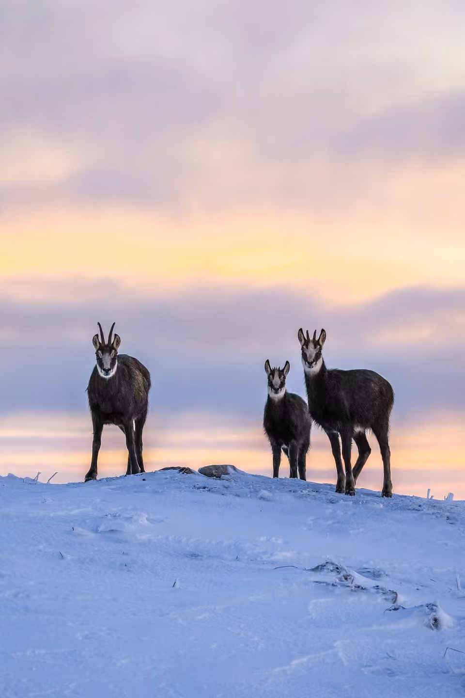 Famille de chamois dans la neige sous une lumière dorée.