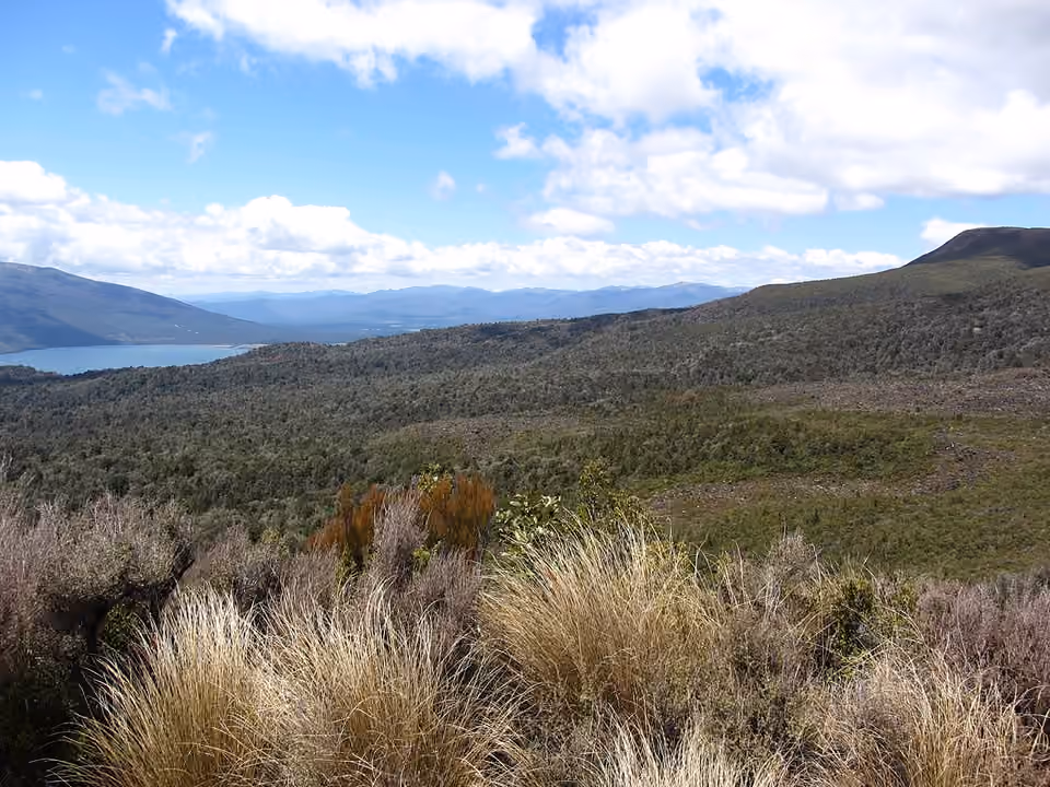 Limite entre un boisement montagnard et la végétation plus basse du versant.