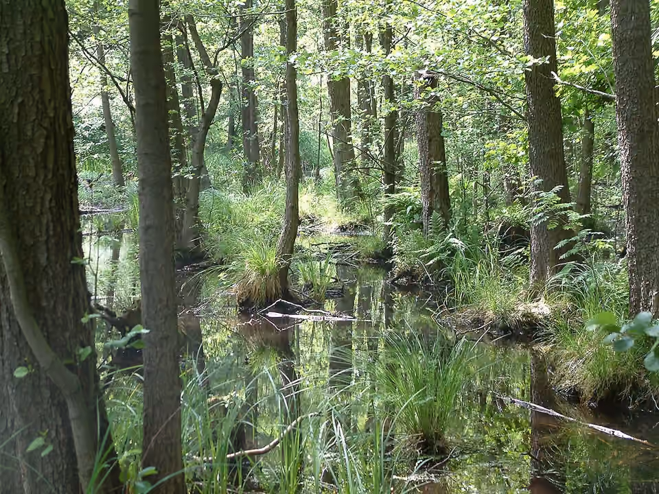 Aulnaie humide dans la vallée de la Briese, près de Birkenwerder.
