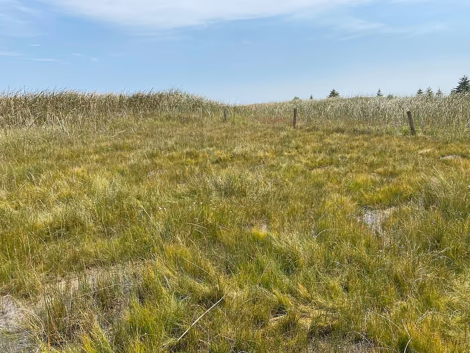 Bas-marais riche en bases dans le sud-ouest du Minnesota.