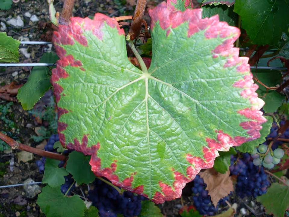 Feuille de vigne aux zones décolorées, photographiée dans un vignoble bourguignon.