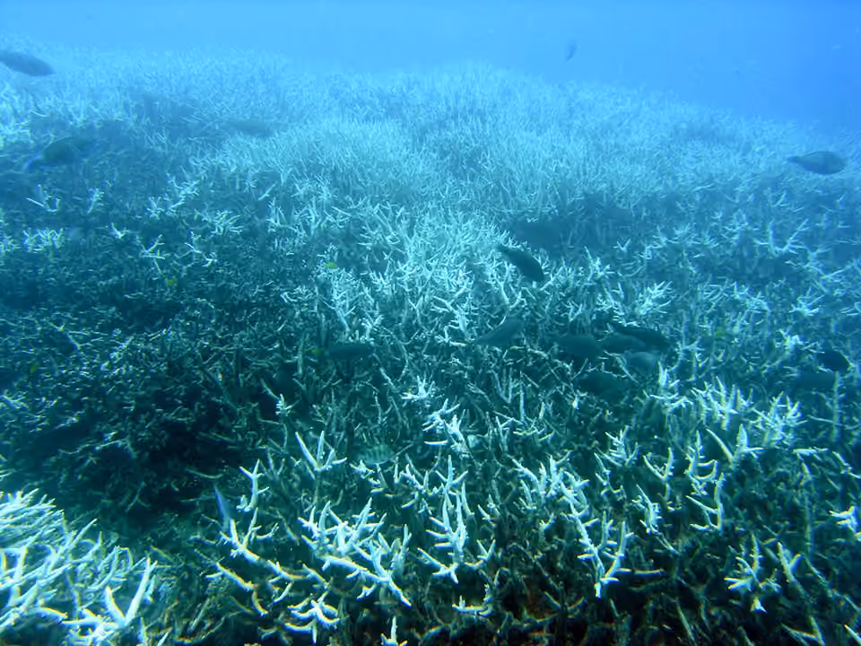 Des coraux blanchis dans un récif marin.