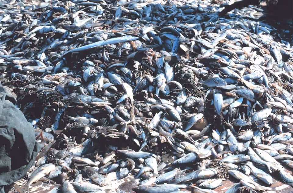 Des poissons et d’autres animaux marins pris avec une pêche à la crevette.