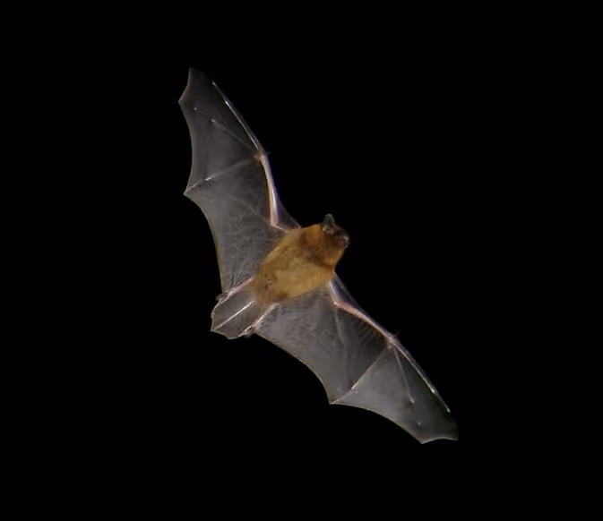 Pipistrelle commune en vol au crépuscule en Bretagne.