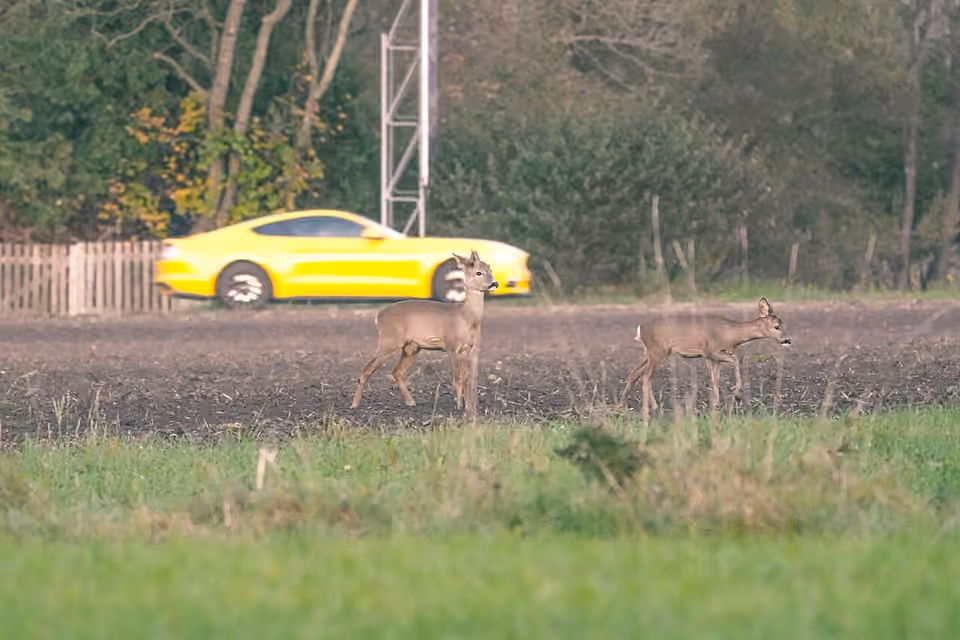 Un chevreuil se tient dans un champ avec une voiture visible à l’arrière-plan.