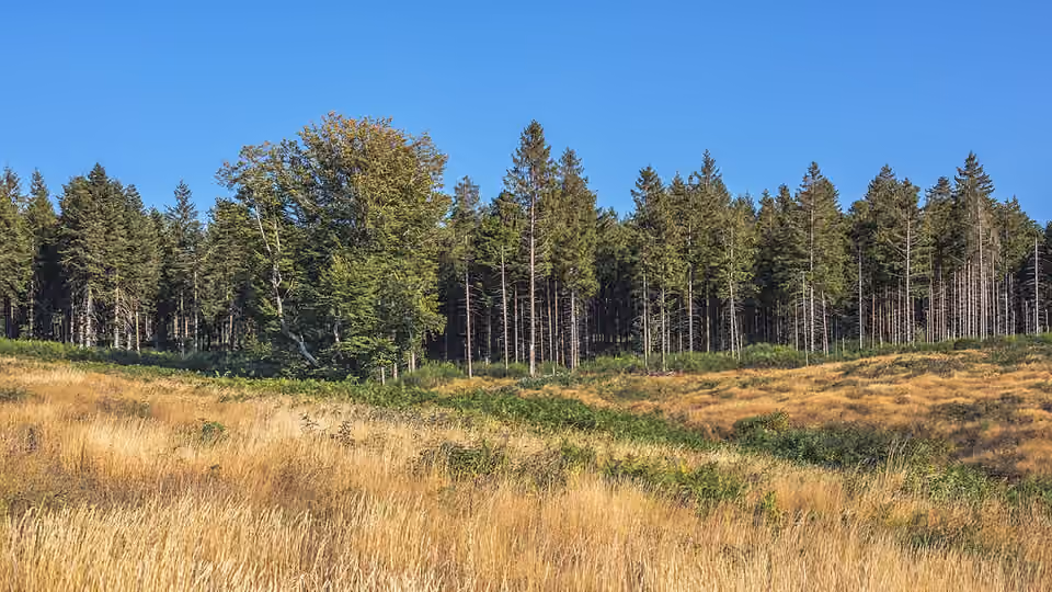 Forêt d’épicéas communs près du lac de Vézoles, à Prémian dans l’Hérault.